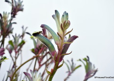 Celebrations serie van Marathon Plants werd ook gepresenteerd. Bijzonder aan deze variëteiten is de kleur van de bloem, zie je?
